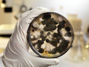 Truth About Mold - Mycotoxins